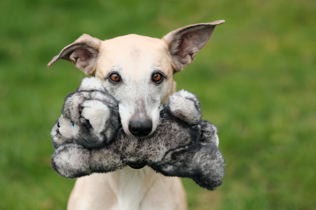 How to Pick a Fluff & Tuff Toy