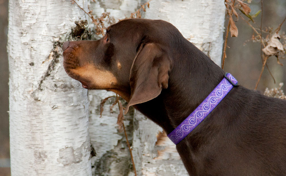 Sizing Lupine Dog Collars