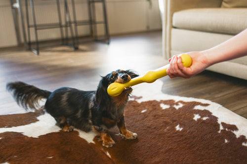 Playing with your dog – Tugging play