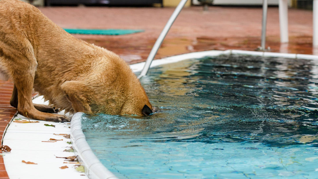 Top Tips for Cool Pups