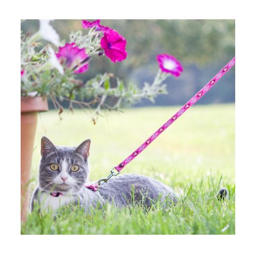 Cat Collars & Leads