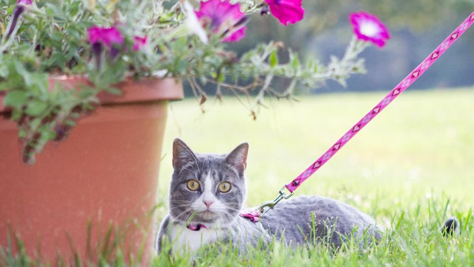 Cat Collars & Leads