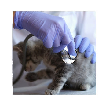 Health for Cats