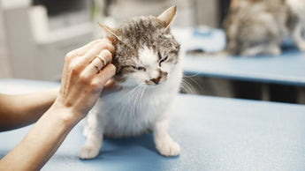 Health for Cats