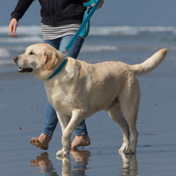 Dog Leads
