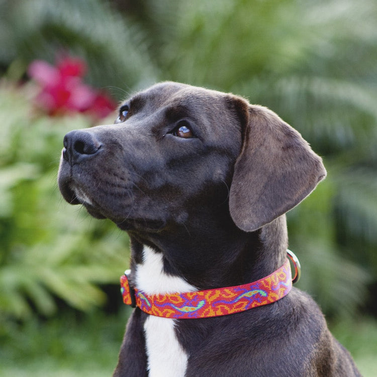 Dog Collars