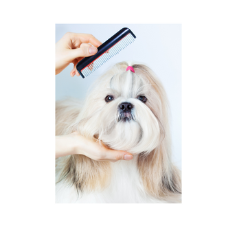 Grooming Gorgeous!