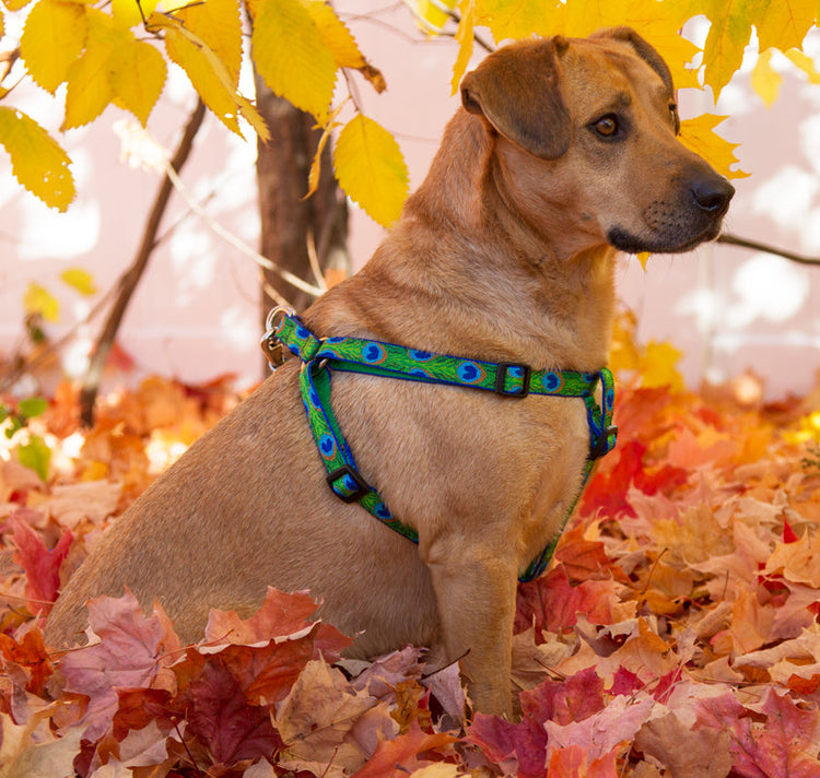 Dog Harnesses