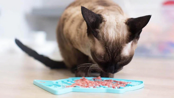 Licking Mats for Cats