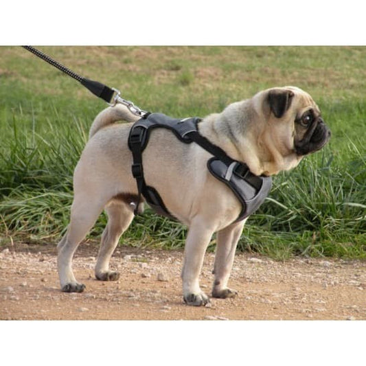 SPORT - for Everyday Walks and Sport Activities