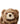 A close-up of a brown plush teddy bear with a cream-colored snout and black nose, isolated on a white background.
