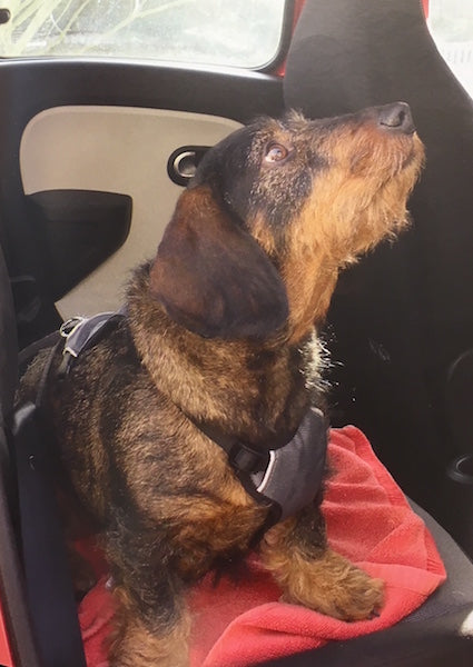SECURITY - Road Trip Harness