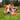 Dog lying on grass with a plush toy resembling a raccoon