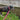 Dog by a stream with a pink collar and lead