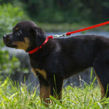 Lupine Basics Padded Handle Dog Leads - rovers-kit