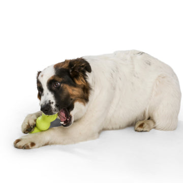 West Paw Zogoflex Rumpus Chew Toy - rovers-kit