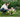 Common plants and shrubs that may be harmful for your dog
