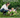 Common plants and shrubs that may be harmful for your dog