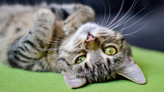 Enrichment for Cats