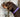 Sizing Lupine Dog Collars