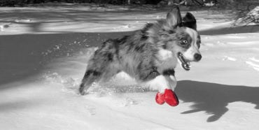 Winter Paw Patrol