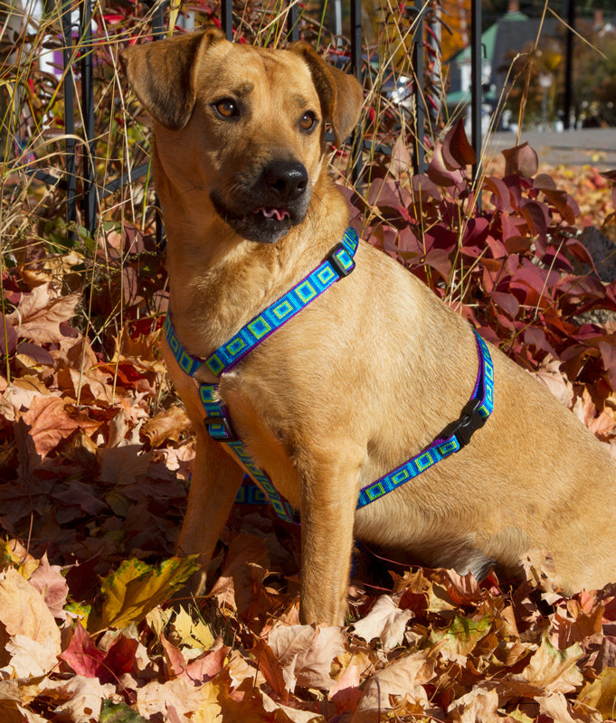 Choosing the right LupinePet Harness for your Dog