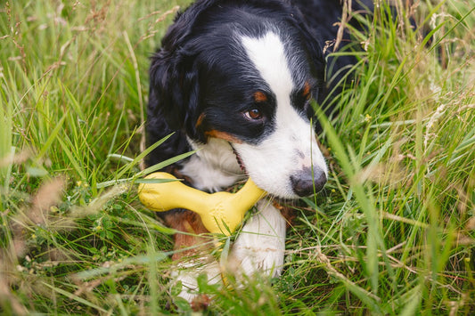 Chew vs play