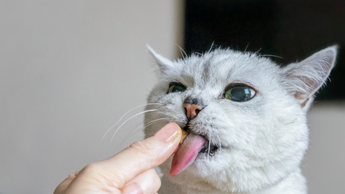 Bowls & Treats