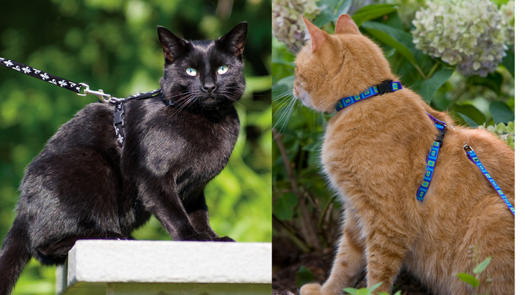 Cat Harnesses