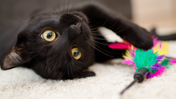 Spot Cat Toys