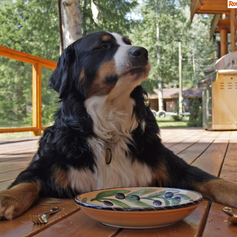Dog Food