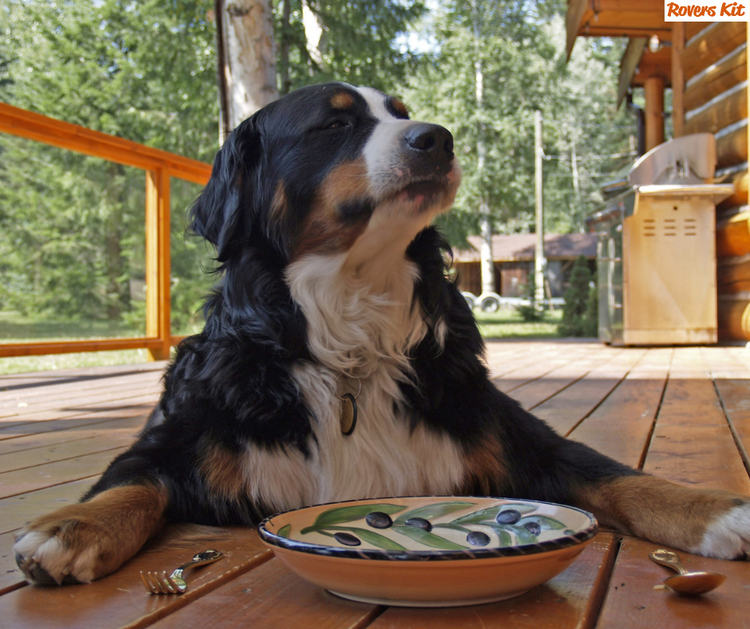 Dog Food