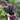 Dog Collars