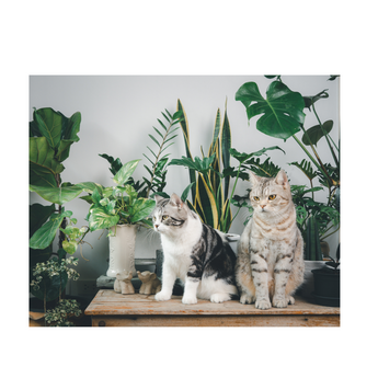 Kit for Cats