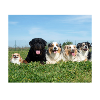 Kit for Dogs