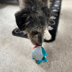 Dog Toys