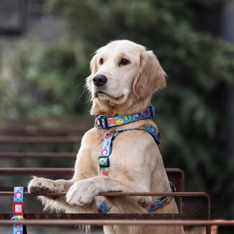 Max & Molly - Urban Pets