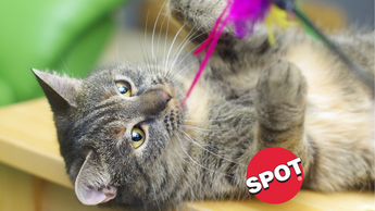 Spot Cat Toys