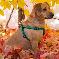 Dog Harnesses
