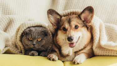 Dog and a Cat under a blanket