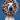 A white dog wearing a plush giraffe-print Elizabeth collar against a solid blue studio background.