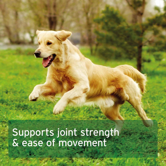 MSM Powder for Dogs & Cats 300g