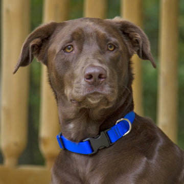 Lupine Basics Dog Collars for XX-Small to X-Large Dogs - rovers-kit