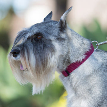 Lupine ECO Recycled Dog Collars for X-Small to X-Large Dogs - rovers-kit