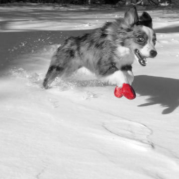 Pawz Disposable Dog Boots - For Tiny to Extra Large Dogs - rovers-kit